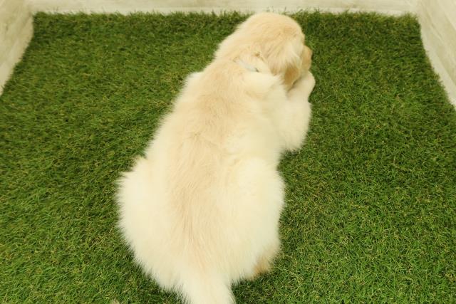 新潟県のゴールデンレトリバー (Coo&RIKUイオンモール新発田店/2025年11月7日生まれ/男の子/ゴールド)の子犬の4枚目の画像