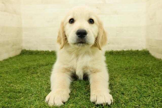 長野県のゴールデンレトリバー (Coo&RIKU松本店/2025年11月7日生まれ/男の子/ゴールド)の子犬の1枚目の画像