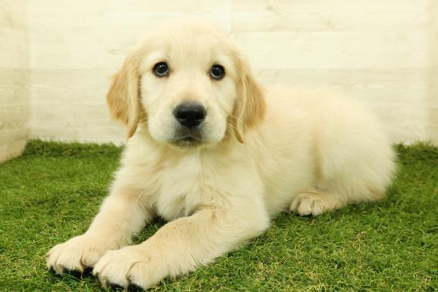 長野県のゴールデンレトリバー (Coo&RIKU松本店/2025年11月7日生まれ/男の子/ゴールド)の子犬の2枚目の画像