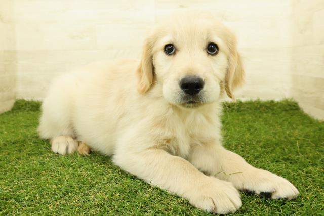 長野県のゴールデンレトリバー (Coo&RIKU松本店/2025年11月7日生まれ/男の子/ゴールド)の子犬の3枚目の画像