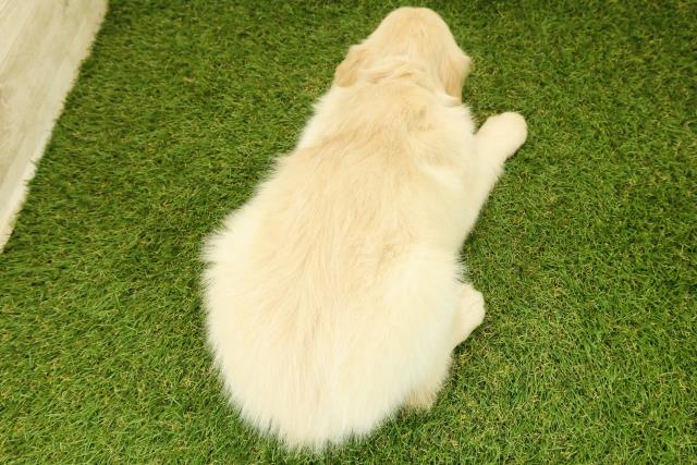 長野県のゴールデンレトリバー (Coo&RIKU松本店/2025年11月7日生まれ/男の子/ゴールド)の子犬の4枚目の画像