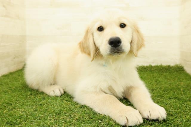 栃木県のゴールデンレトリバー (Coo&RIKU宇都宮店/2025年11月7日生まれ/男の子/ゴールド)の子犬の3枚目の画像