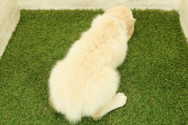 栃木県のゴールデンレトリバー (Coo&RIKU宇都宮店/2025年11月7日生まれ/男の子/ゴールド)の子犬の4枚目の画像