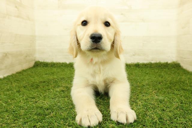 栃木県のゴールデンレトリバー (Coo&RIKUFKDインターパーク店/2025年11月7日生まれ/女の子/ゴールド)の子犬の1枚目の画像