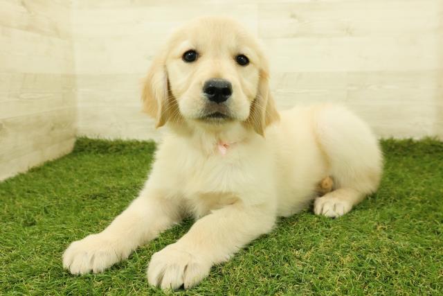 栃木県のゴールデンレトリバー (Coo&RIKUFKDインターパーク店/2025年11月7日生まれ/女の子/ゴールド)の子犬の2枚目の画像