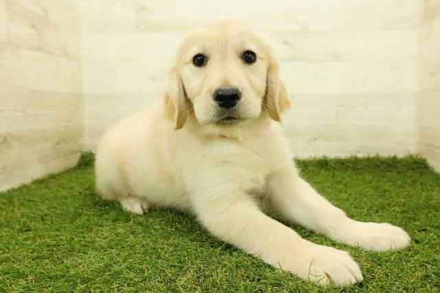 栃木県のゴールデンレトリバー (Coo&RIKUFKDインターパーク店/2025年11月7日生まれ/女の子/ゴールド)の子犬の3枚目の画像