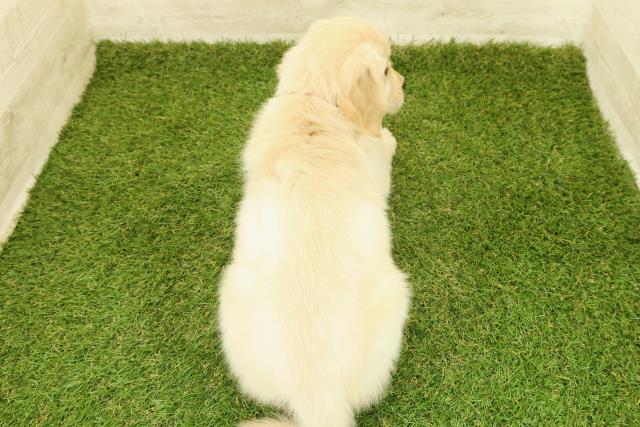 栃木県のゴールデンレトリバー (Coo&RIKUFKDインターパーク店/2025年11月7日生まれ/女の子/ゴールド)の子犬の4枚目の画像