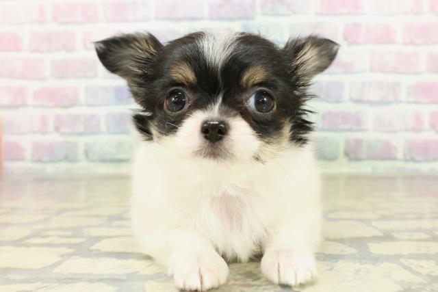 栃木県のチワワ(ロング) (Coo&RIKU小山店/2025年11月7日生まれ/女の子/ホワイトブラックタン)の子犬の1枚目の画像