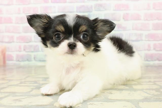 栃木県のチワワ(ロング) (Coo&RIKU小山店/2025年11月7日生まれ/女の子/ホワイトブラックタン)の子犬の2枚目の画像