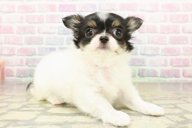 栃木県のチワワ(ロング) (Coo&RIKU小山店/2025年11月7日生まれ/女の子/ホワイトブラックタン)の子犬の3枚目の画像