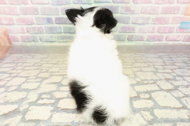 栃木県のチワワ(ロング) (Coo&RIKU小山店/2025年11月7日生まれ/女の子/ホワイトブラックタン)の子犬の4枚目の画像