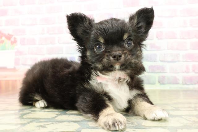 千葉県のチワワ(ロング) (Coo&RIKU南柏店/2025年11月7日生まれ/女の子/ブラックタンホワイト)の子犬の3枚目の画像