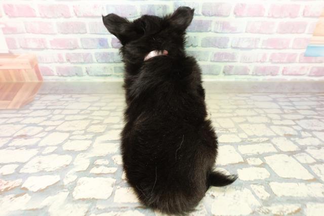 千葉県のチワワ(ロング) (Coo&RIKU南柏店/2025年11月7日生まれ/女の子/ブラックタンホワイト)の子犬の4枚目の画像