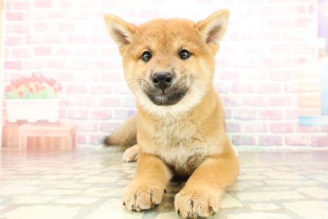 栃木県の柴犬(標準サイズ) (Coo&RIKU足利店/2025年11月8日生まれ/男の子/赤)の子犬の1枚目の画像