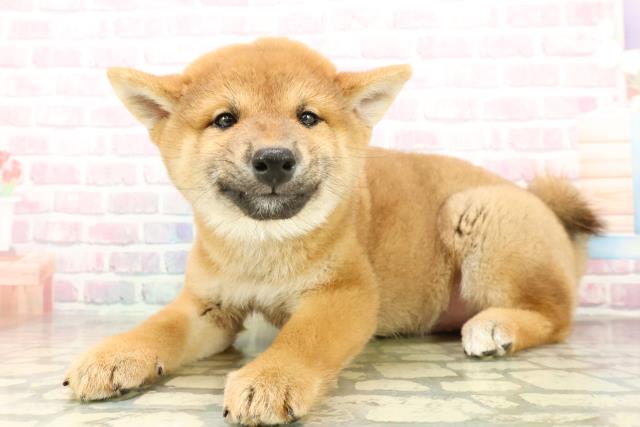 栃木県の柴犬(標準サイズ) (Coo&RIKU足利店/2025年11月8日生まれ/男の子/赤)の子犬の2枚目の画像