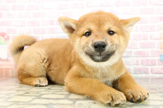 栃木県の柴犬(標準サイズ) (Coo&RIKU足利店/2025年11月8日生まれ/男の子/赤)の子犬の3枚目の画像