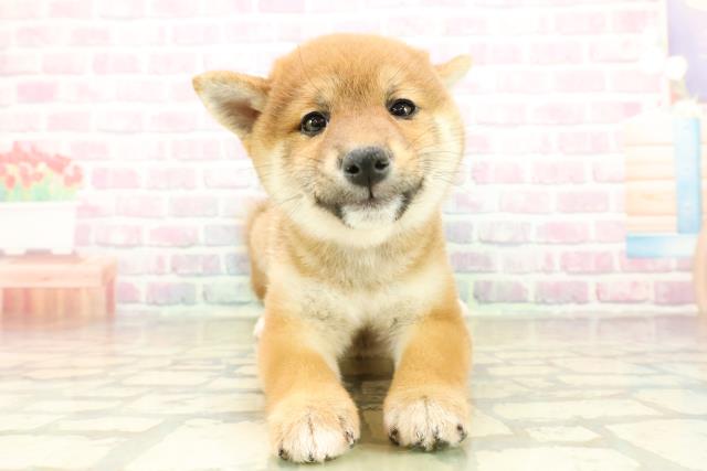 栃木県の柴犬(標準サイズ) (Coo&RIKU小山店/2025年11月8日生まれ/女の子/赤)の子犬の1枚目の画像