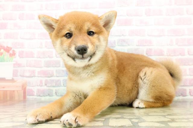 栃木県の柴犬(標準サイズ) (Coo&RIKU小山店/2025年11月8日生まれ/女の子/赤)の子犬の2枚目の画像