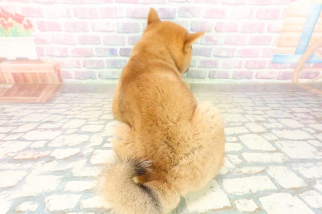 栃木県の柴犬(標準サイズ) (Coo&RIKU小山店/2025年11月8日生まれ/女の子/赤)の子犬の4枚目の画像