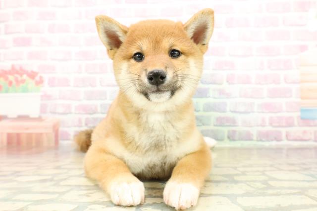 栃木県の柴犬(標準サイズ) (Coo&RIKUFKDインターパーク店/2025年11月8日生まれ/女の子/赤)の子犬の1枚目の画像