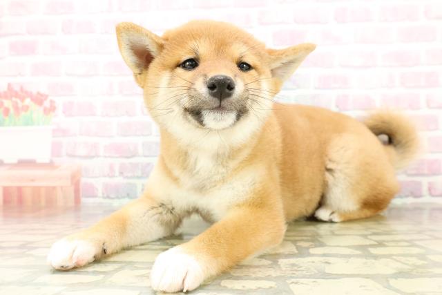 栃木県の柴犬(標準サイズ) (Coo&RIKUFKDインターパーク店/2025年11月8日生まれ/女の子/赤)の子犬の2枚目の画像