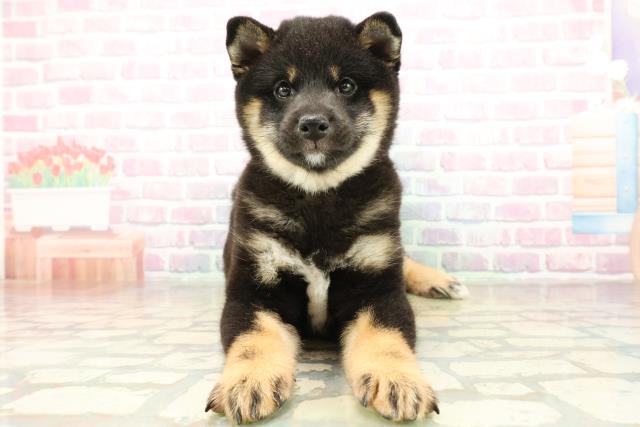 埼玉県の豆柴 (Coo&RIKU川越店/2025年11月8日生まれ/男の子/黒)の子犬の1枚目の画像