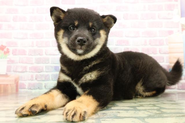 埼玉県の豆柴 (Coo&RIKU川越店/2025年11月8日生まれ/男の子/黒)の子犬の2枚目の画像