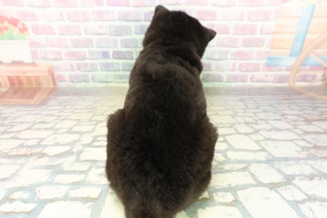 埼玉県の豆柴 (Coo&RIKU川越店/2025年11月8日生まれ/男の子/黒)の子犬の4枚目の画像