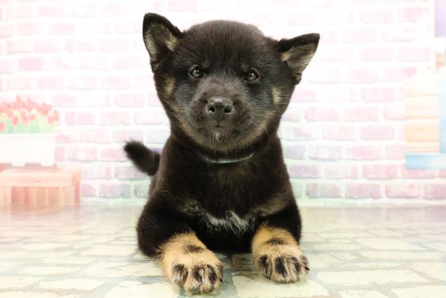 東京都の豆柴 (Coo&RIKU立川店/2025年11月8日生まれ/男の子/黒)の子犬の1枚目の画像