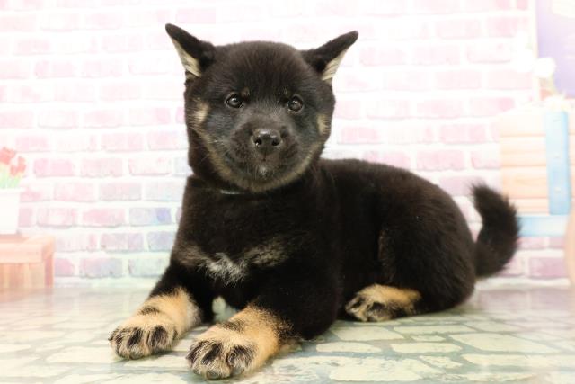 東京都の豆柴 (Coo&RIKU立川店/2025年11月8日生まれ/男の子/黒)の子犬の2枚目の画像