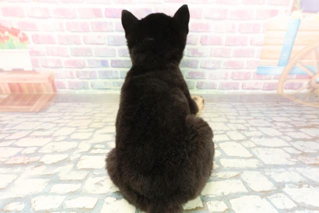 東京都の豆柴 (Coo&RIKU立川店/2025年11月8日生まれ/男の子/黒)の子犬の4枚目の画像