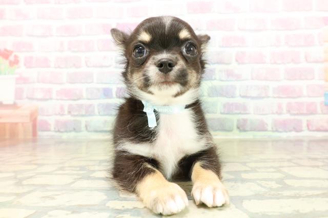 長野県のチワワ(ロング) (Coo&RIKU綿半諏訪店/2025年10月30日生まれ/男の子/ブラックタンホワイト)の子犬の1枚目の画像