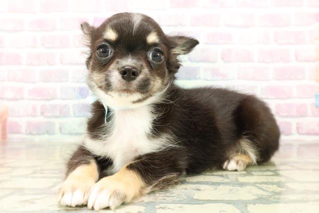 長野県のチワワ(ロング) (Coo&RIKU綿半諏訪店/2025年10月30日生まれ/男の子/ブラックタンホワイト)の子犬の2枚目の画像