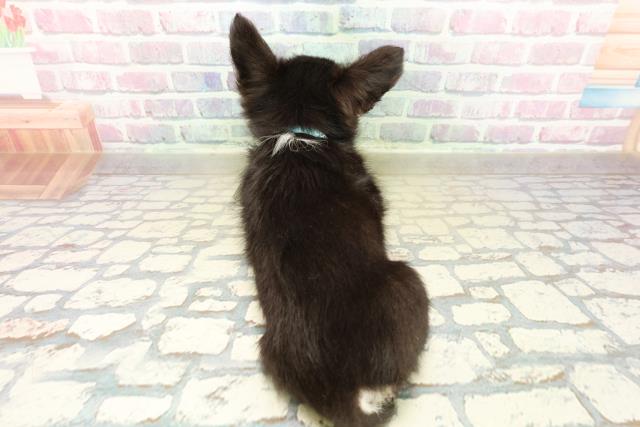 長野県のチワワ(ロング) (Coo&RIKU綿半諏訪店/2025年10月30日生まれ/男の子/ブラックタンホワイト)の子犬の4枚目の画像