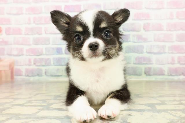 神奈川県のチワワ(ロング) (Coo&RIKU藤沢店/2025年10月30日生まれ/女の子/ブラックホワイトタン)の子犬の1枚目の画像