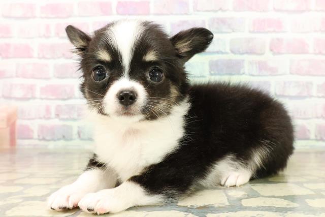 神奈川県のチワワ(ロング) (Coo&RIKU藤沢店/2025年10月30日生まれ/女の子/ブラックホワイトタン)の子犬の2枚目の画像