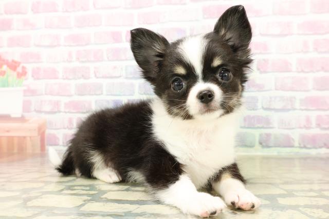 神奈川県のチワワ(ロング) (Coo&RIKU藤沢店/2025年10月30日生まれ/女の子/ブラックホワイトタン)の子犬の3枚目の画像