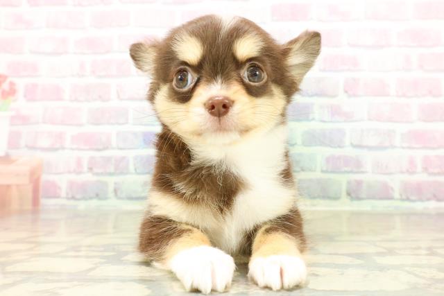 茨城県のチワワ(ロング) (Coo&RIKU筑西店/2025年10月30日生まれ/女の子/チョコレートタンホワイト)の子犬の1枚目の画像