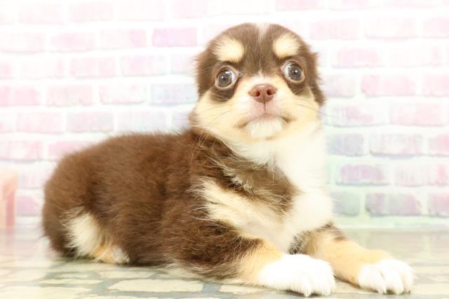 茨城県のチワワ(ロング) (Coo&RIKU筑西店/2025年10月30日生まれ/女の子/チョコレートタンホワイト)の子犬の3枚目の画像