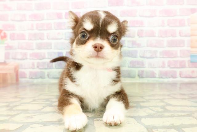 北海道のチワワ(ロング) (Coo&RIKU旭川店/2025年10月30日生まれ/女の子/チョコレートタンホワイト)の子犬の1枚目の画像