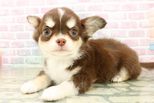 北海道のチワワ(ロング) (Coo&RIKU旭川店/2025年10月30日生まれ/女の子/チョコレートタンホワイト)の子犬の2枚目の画像