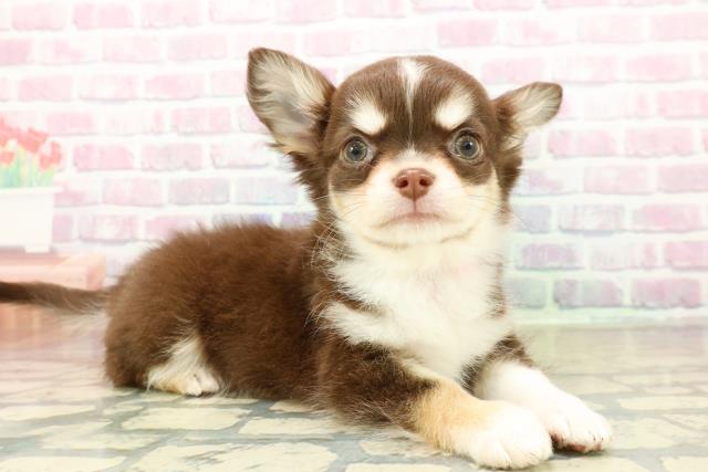 北海道のチワワ(ロング) (Coo&RIKU旭川店/2025年10月30日生まれ/女の子/チョコレートタンホワイト)の子犬の3枚目の画像