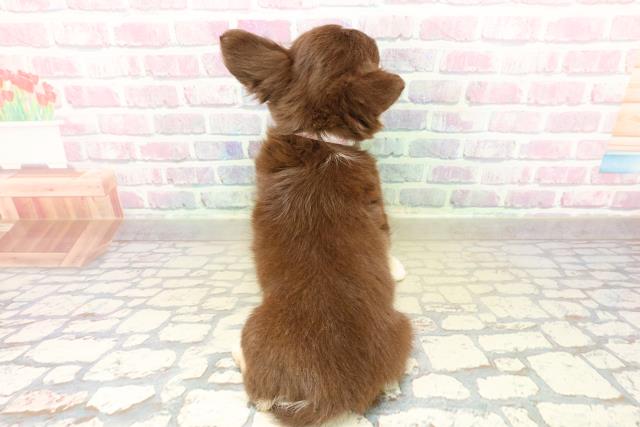 北海道のチワワ(ロング) (Coo&RIKU旭川店/2025年10月30日生まれ/女の子/チョコレートタンホワイト)の子犬の4枚目の画像