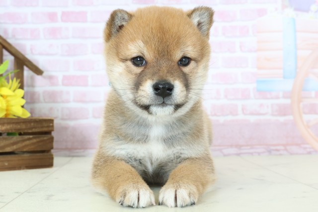 熊本県の柴犬(標準サイズ) (Coo&RIKU熊本店/2025年11月9日生まれ/男の子/赤)の子犬の1枚目の画像