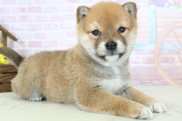 熊本県の柴犬(標準サイズ) (Coo&RIKU熊本店/2025年11月9日生まれ/男の子/赤)の子犬の2枚目の画像