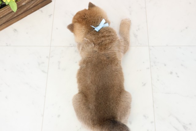 熊本県の柴犬(標準サイズ) (Coo&RIKU熊本店/2025年11月9日生まれ/男の子/赤)の子犬の4枚目の画像