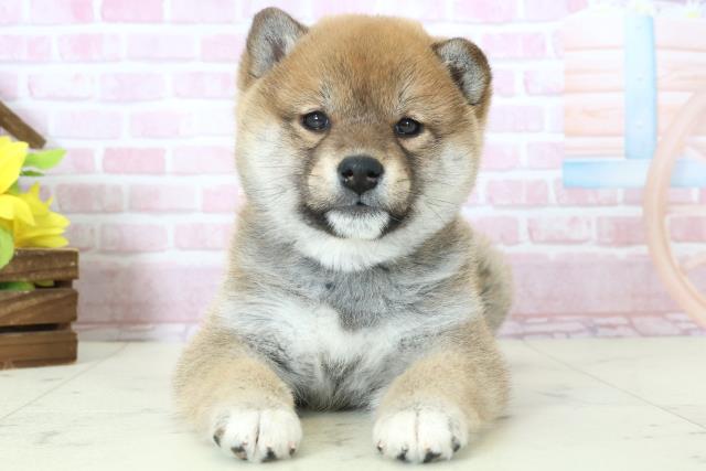 福岡県の柴犬(標準サイズ) (Coo&RIKU福岡東店/2025年11月9日生まれ/女の子/赤)の子犬の1枚目の画像