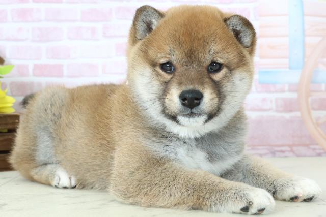 福岡県の柴犬(標準サイズ) (Coo&RIKU福岡東店/2025年11月9日生まれ/女の子/赤)の子犬の2枚目の画像