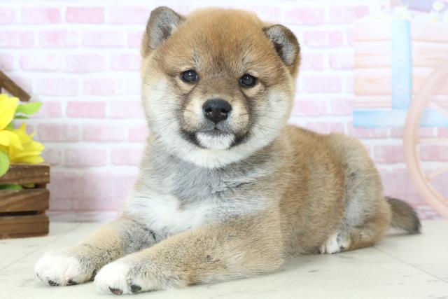 福岡県の柴犬(標準サイズ) (Coo&RIKU福岡東店/2025年11月9日生まれ/女の子/赤)の子犬の3枚目の画像