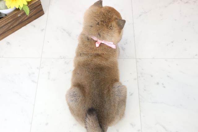 福岡県の柴犬(標準サイズ) (Coo&RIKU福岡東店/2025年11月9日生まれ/女の子/赤)の子犬の4枚目の画像